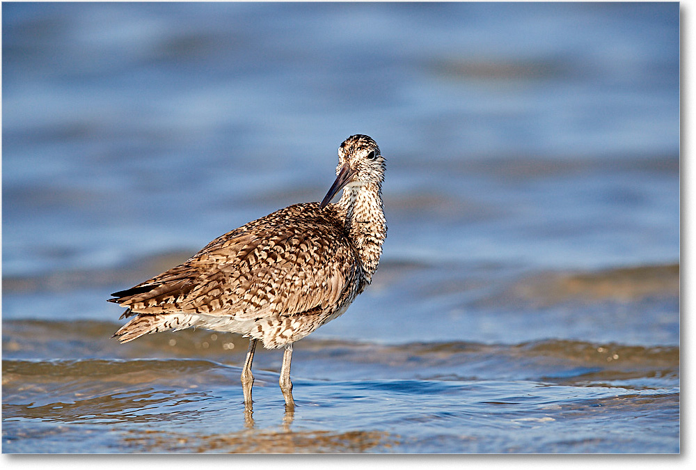 Willet_ChincoNWR_2017Jun_3DXA3191 copy