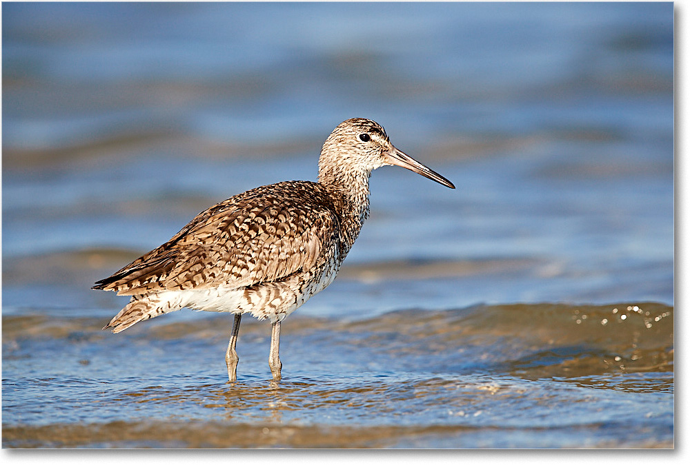 Willet_ChincoNWR_2017Jun_3DXA3204 copy