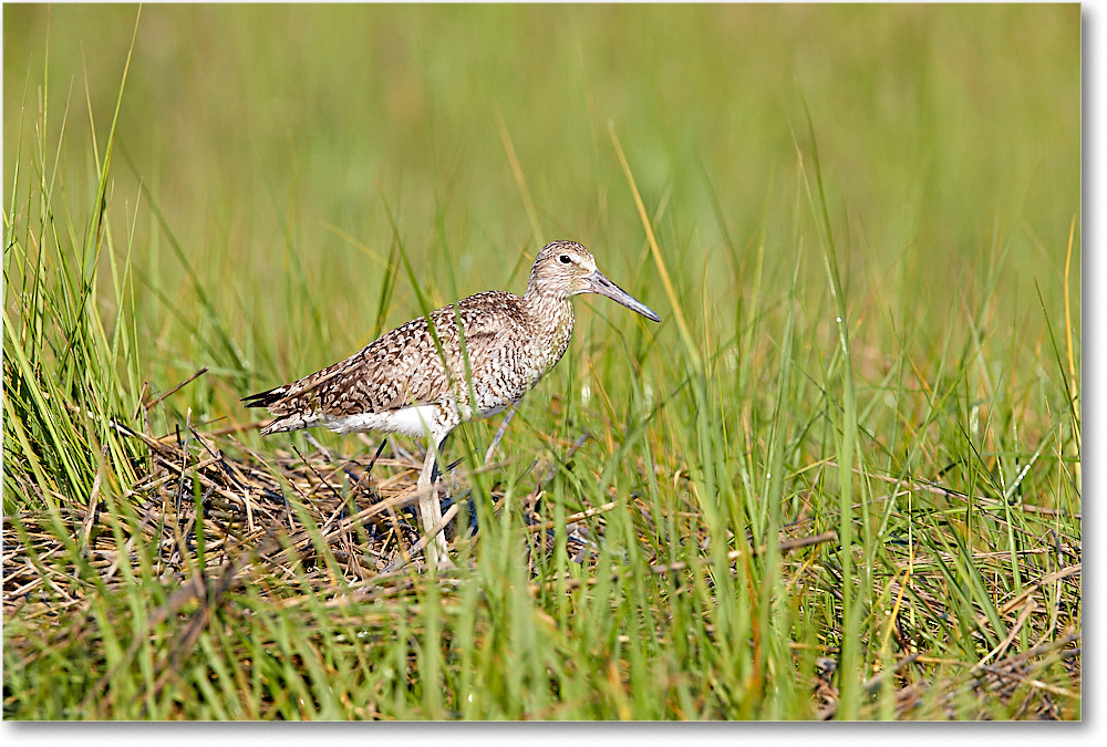 Willet_ChincoNWR_2017Jun_3DXA3244 copy