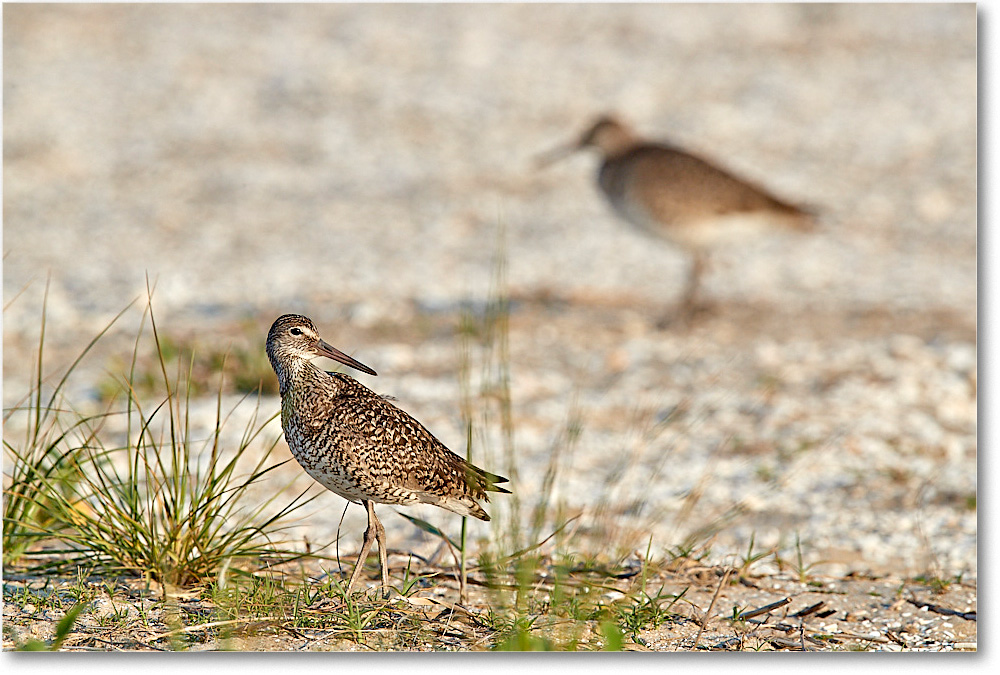 Willet_ChincoNWR_2017Jun_3DXA3269 copy
