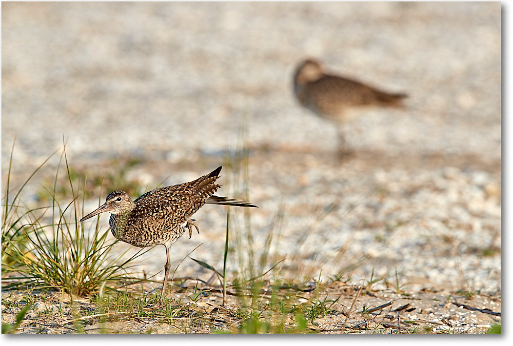 Willet_ChincoNWR_2017Jun_3DXA3285 copy