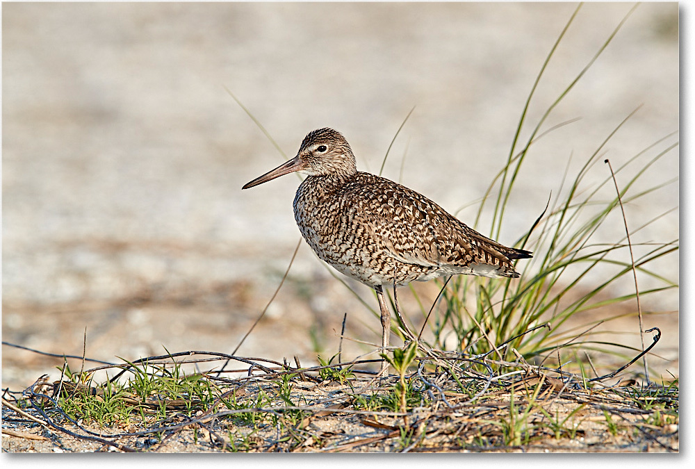 Willet_ChincoNWR_2017Jun_3DXA3387 copy