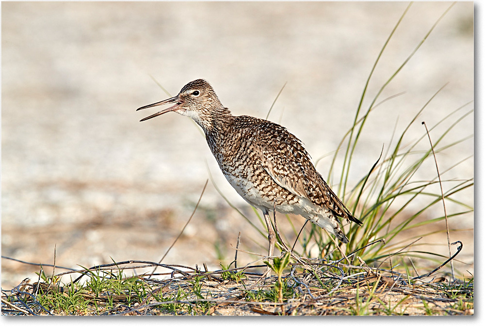 Willet_ChincoNWR_2017Jun_3DXA3407 copy