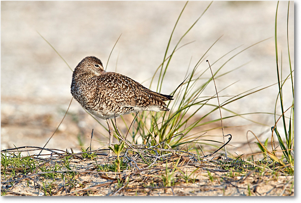 Willet_ChincoNWR_2017Jun_3DXA3427 copy