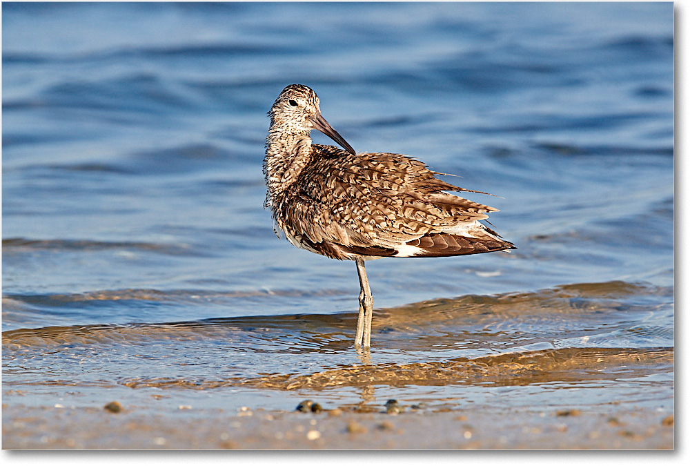 Willet_ChincoNWR_2017Jun_3DXA3537 copy