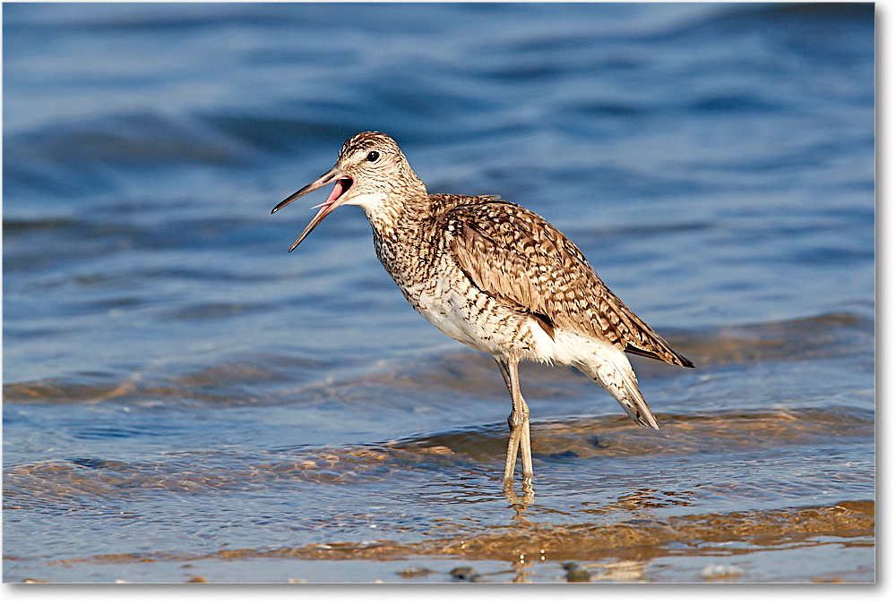 Willet_ChincoNWR_2017Jun_3DXA3569 copy