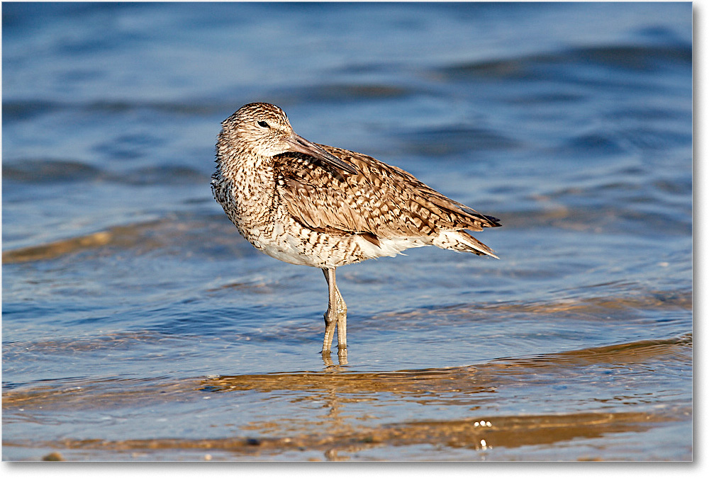 Willet_ChincoNWR_2017Jun_3DXA3597 copy