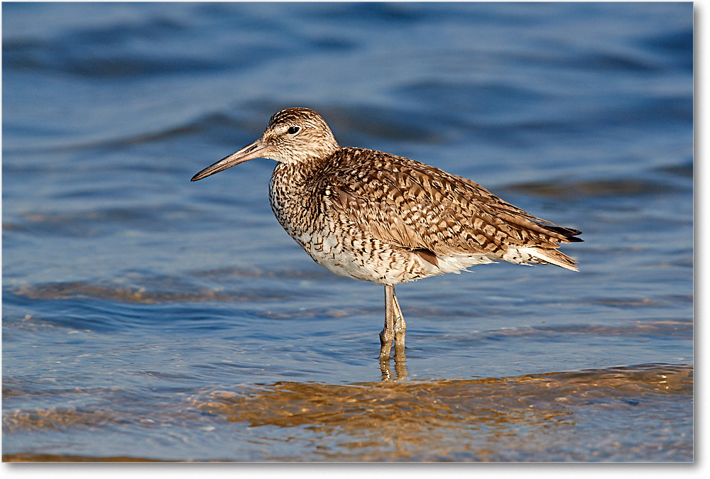 Willet_ChincoNWR_2017Jun_3DXA3619 copy
