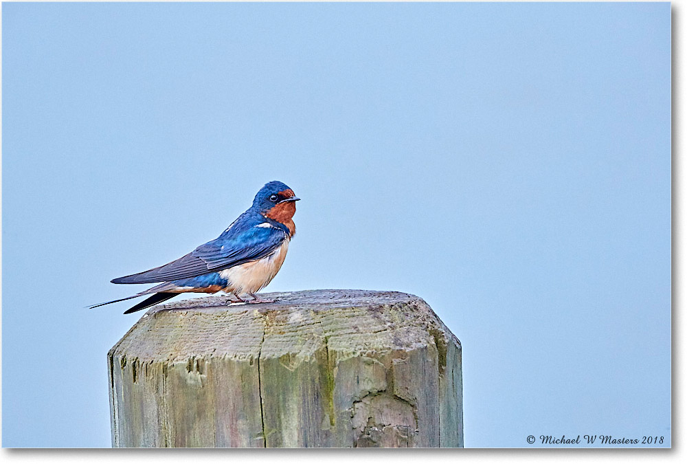 BarnSwallow_Chincoteague_2018Jun_3DXA0541 copy