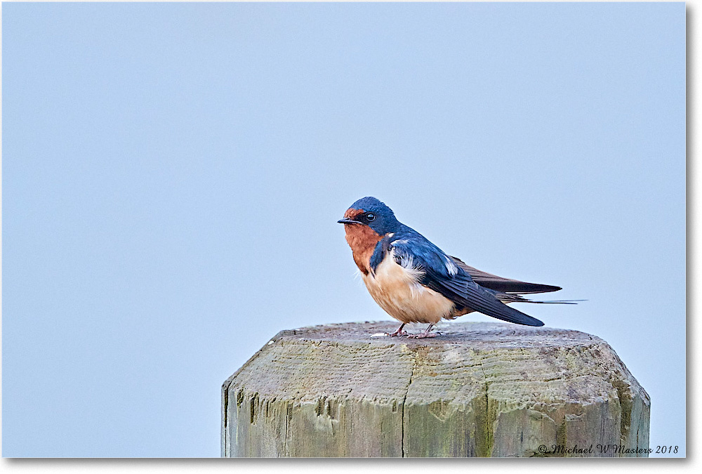 BarnSwallow_Chincoteague_2018Jun_3DXA0543 copy