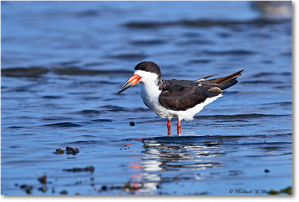 BlackSkimmer_TomsCove_2018Jun_4DXB5091 copy