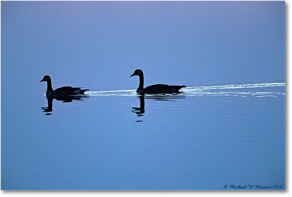 CanadaGeeseOysterBay_Chincoteague_2018Jun_3DXA1034 copy