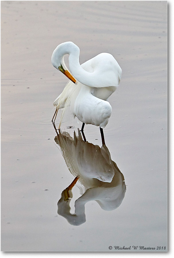 GreatEgret_ChincoNWR_2018Jun_3DXA0346 copy