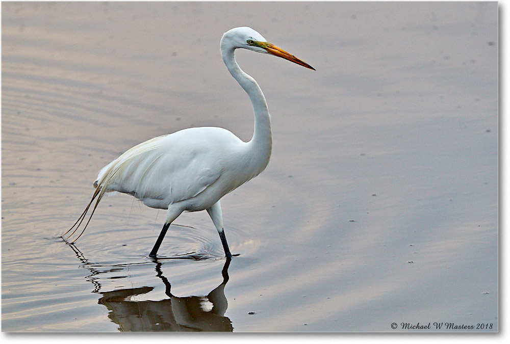 GreatEgret_ChincoNWR_2018Jun_3DXA0352 copy