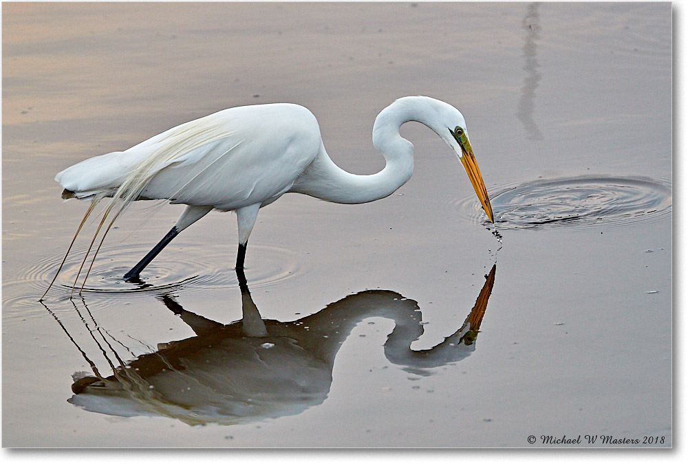 GreatEgret_ChincoNWR_2018Jun_3DXA0373 copy
