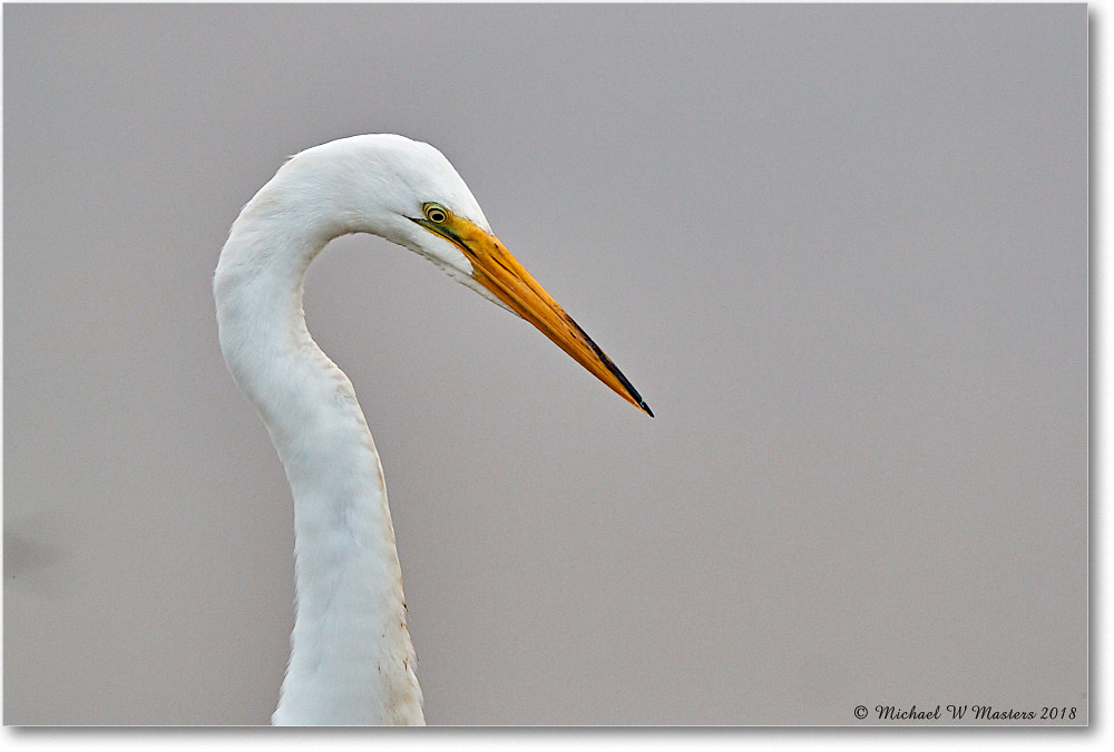GreatEgret_ChincoNWR_2018Jun_3DXA0426 copy