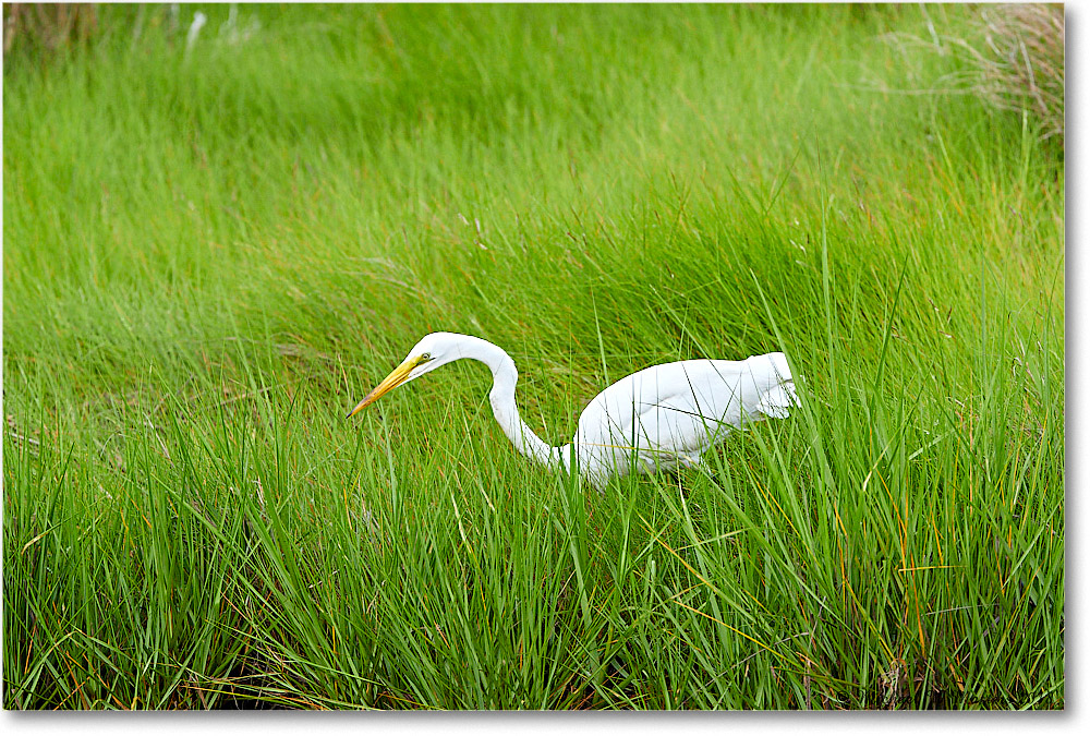 GreatEgret_ChincoNWR_2018Jun_3DXA0474 copy