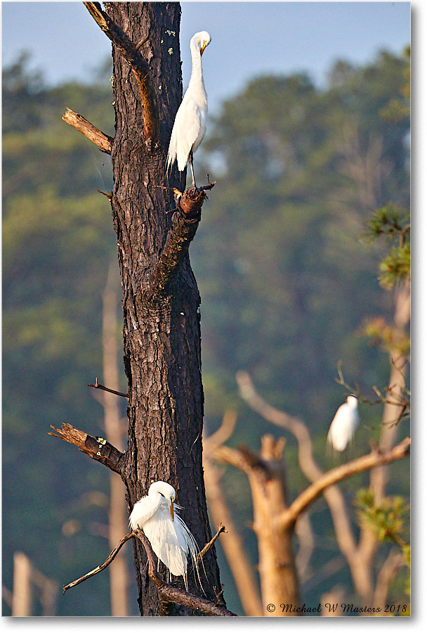 GreatEgret_ChincoNWR_2018Jun_3DXA1134 copy