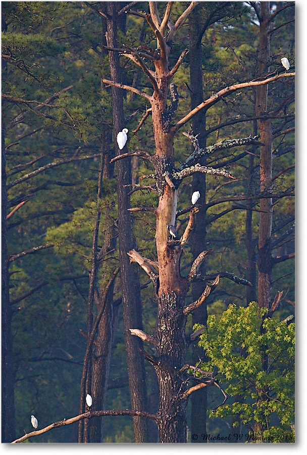 GreatEgret_ChincoNWR_2018Jun_3DXA1140 copy