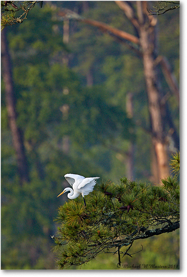 GreatEgret_ChincoNWR_2018Jun_3DXA1143 copy