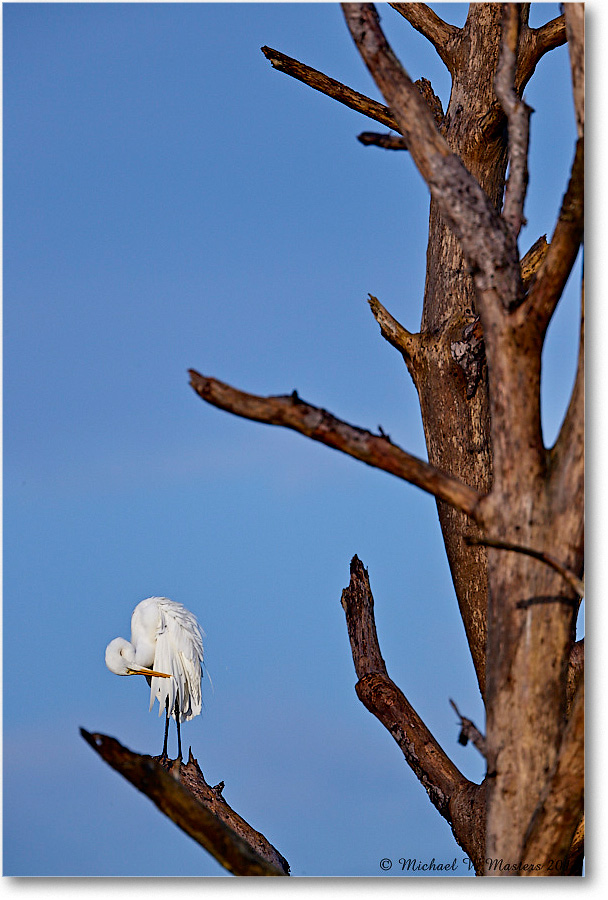 GreatEgret_ChincoNWR_2018Jun_3DXA1176 copy