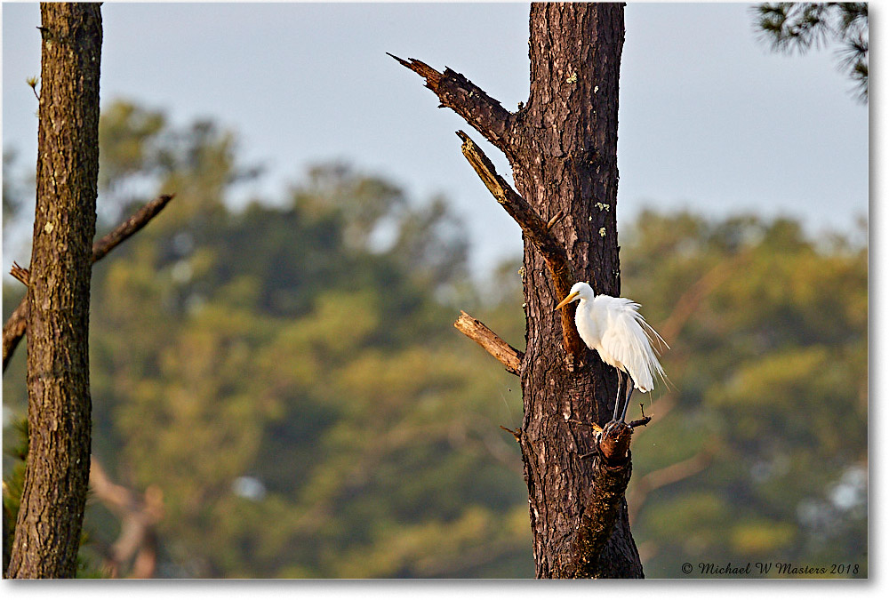GreatEgret_ChincoNWR_2018Jun_3DXA1214 copy