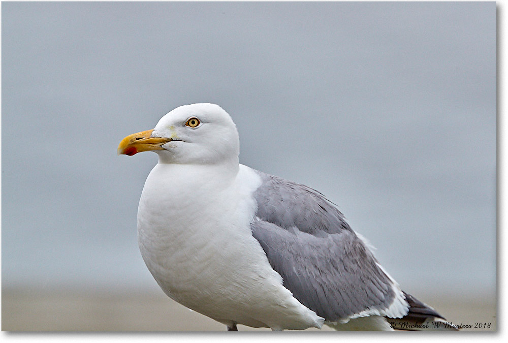 HerringGull_Assateague_2018Jun_3DXA1589 copy