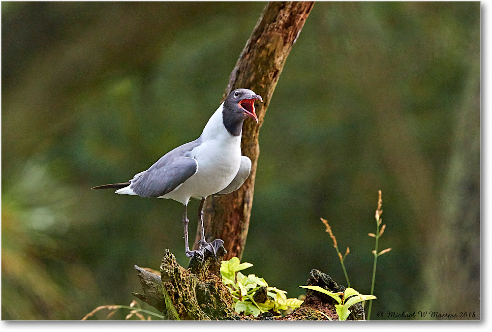 LaughingGull_ChincoNWR_2018Jun_3DXA1515 copy
