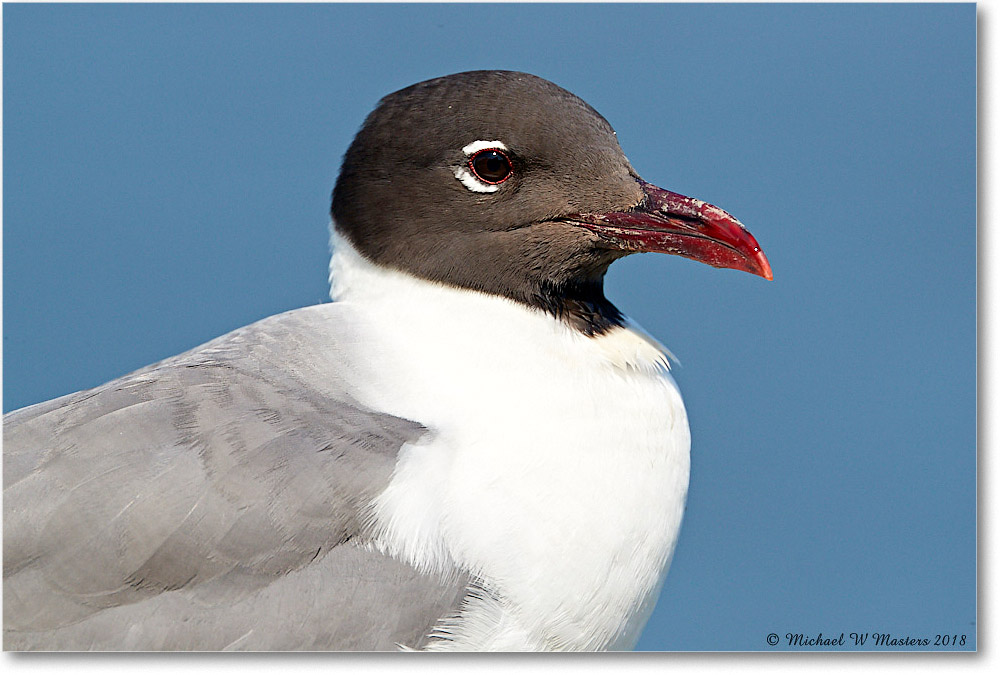 LaughingGull_Chincoteague_2018Jun_3DXA0692 copy