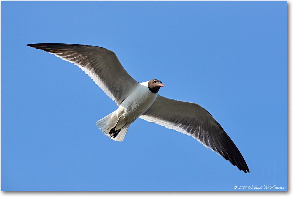 LaughingGull_Chincoteague_2018Jun_3DXA0922 copy
