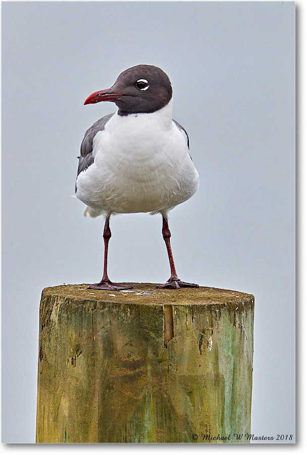 LaughingGull_Chincoteague_2018Jun_3DXA1601 copy