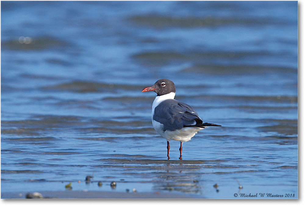 LaughingGull_TomsCove_2018Jun_4DXB5241 copy