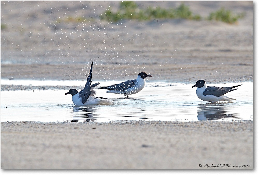 LaughingGulls_Assateague_2018Jun_4DXB4952 copy