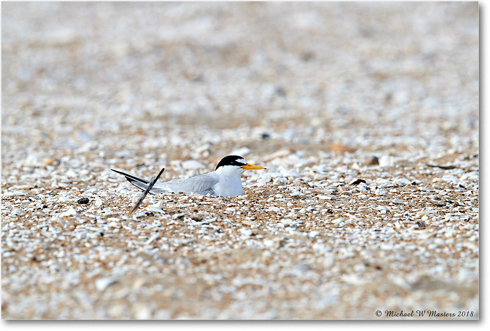 LeastTern_Assateague_2018Jun_4DXB5265 copy