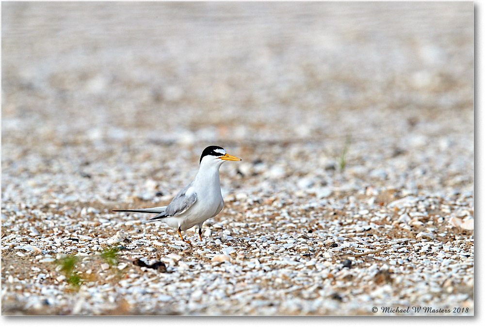 LeastTern_Assateague_2018Jun_4DXB5281 copy