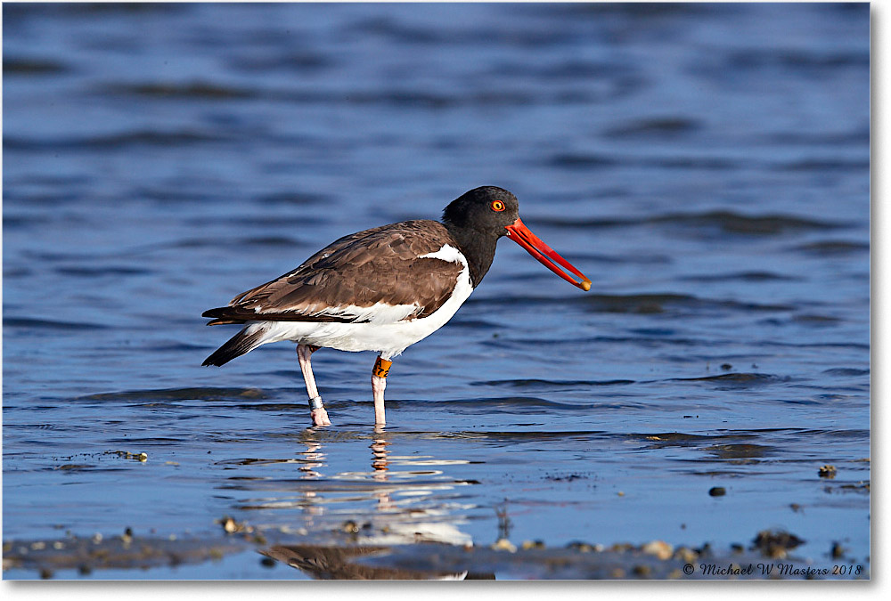 Oystercatcher_TomsCove_2018Jun_4DXB5067 copy