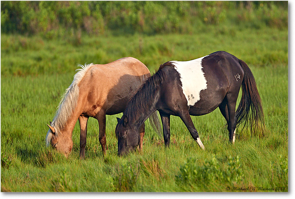 Ponies_ChincoNWR_2018Jun_3DXA1154 copy