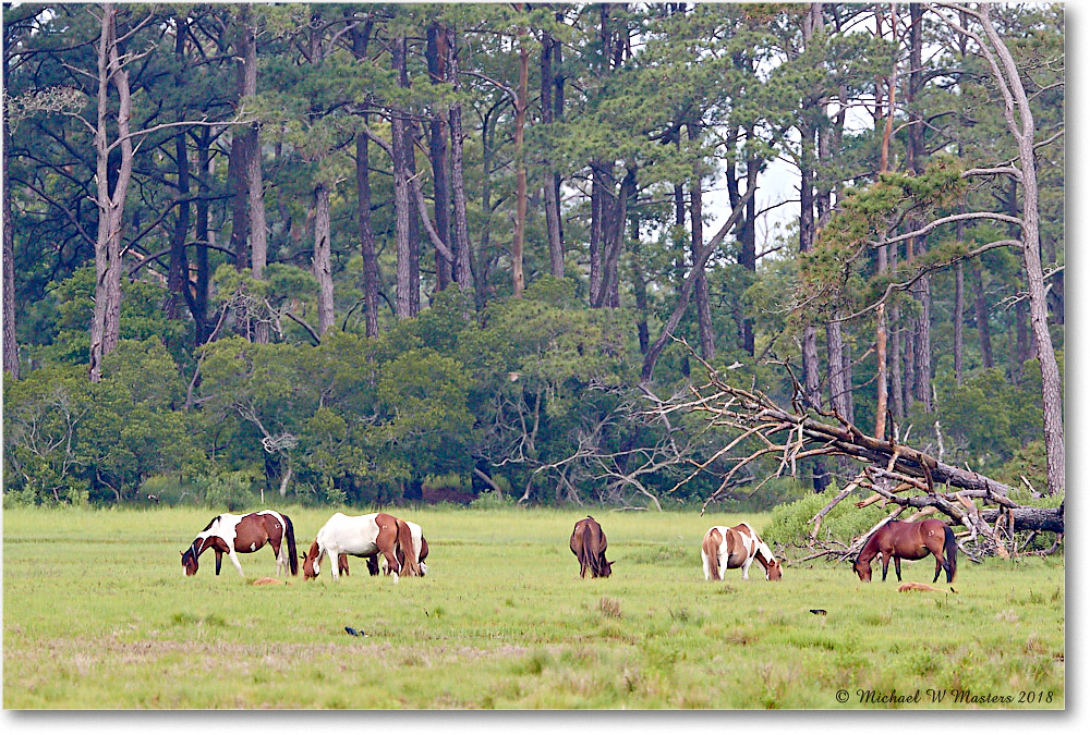 Ponies_ChincoNWR_2018Jun_3DXA1586 copy