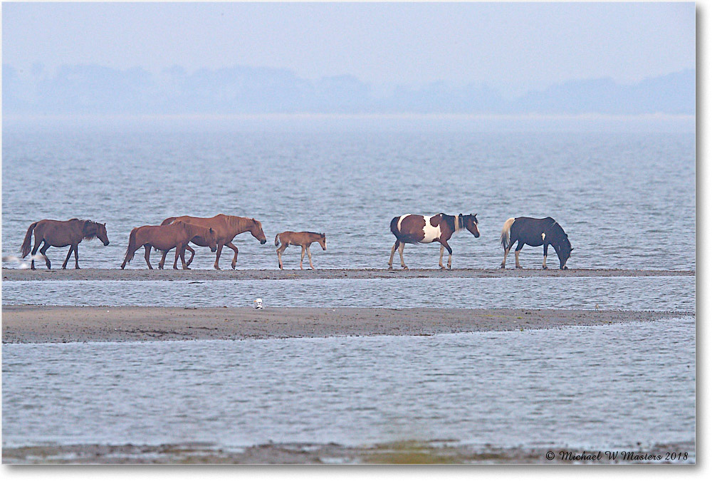 Ponies_TomsCove_2018Jun_4DXB4785 copy