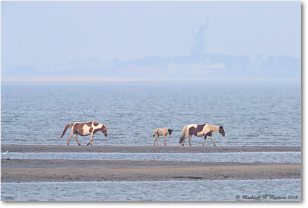 Ponies_TomsCove_2018Jun_4DXB4786 copy