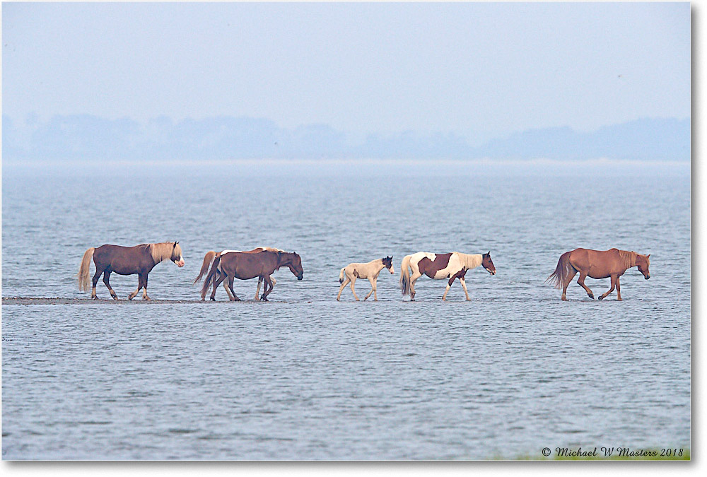 Ponies_TomsCove_2018Jun_4DXB4801 copy