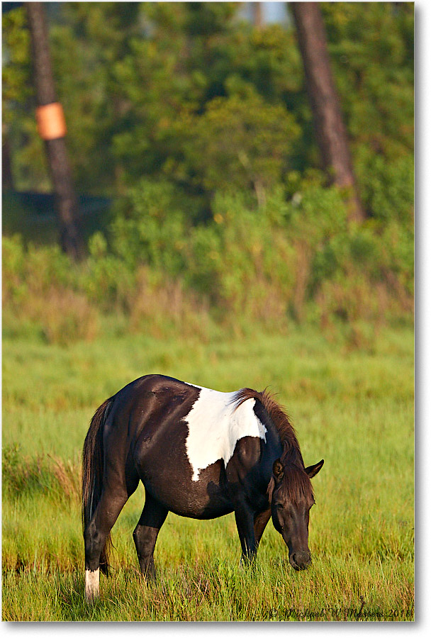 Pony_ChincoNWR_2018Jun_3DXA1096 copy