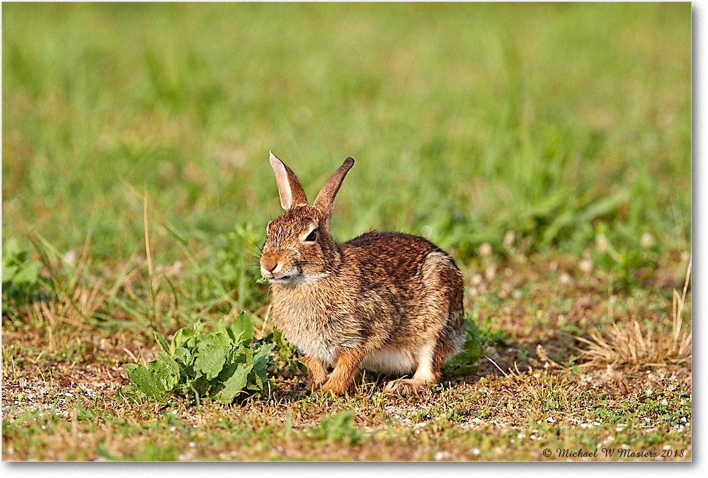 Rabbit_Assateauge_2018Jun_3DXA1261 copy