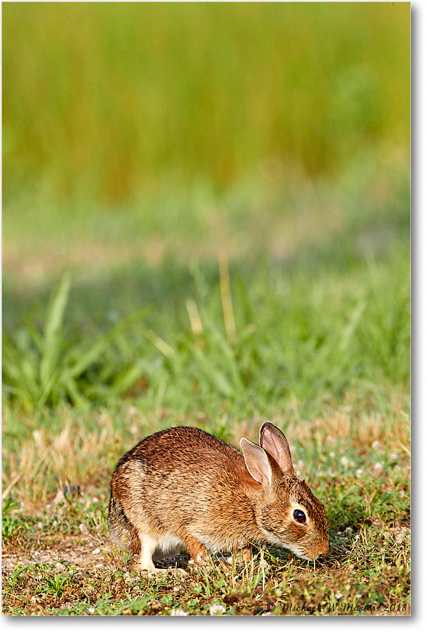 Rabbit_Assateauge_2018Jun_3DXA1295 copy