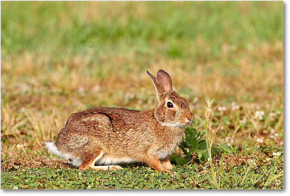 Rabbit_Assateauge_2018Jun_3DXA1373 copy