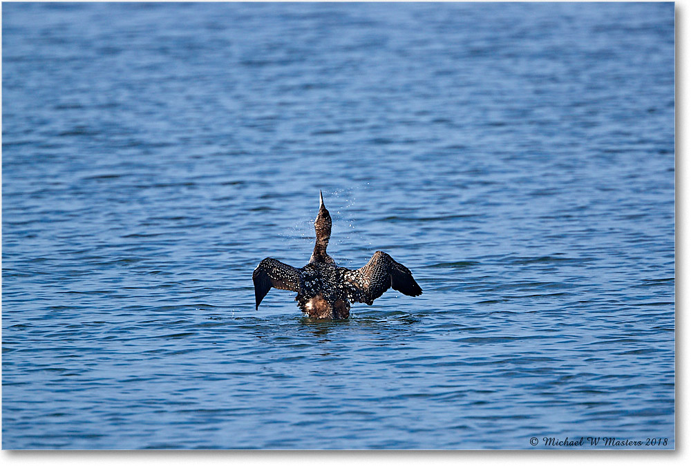 RedThroatLoon_TomsCove_2018Jun_3DXA1228 copy