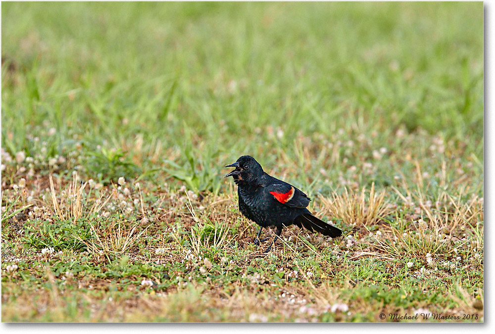 RedWingBlackbird_Assateauge_2018Jun_3DXA1323 copy
