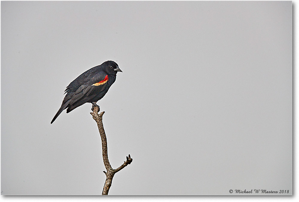 RedWingBlackbird_ChincoNWR_2018Jun_4DXB4745 copy