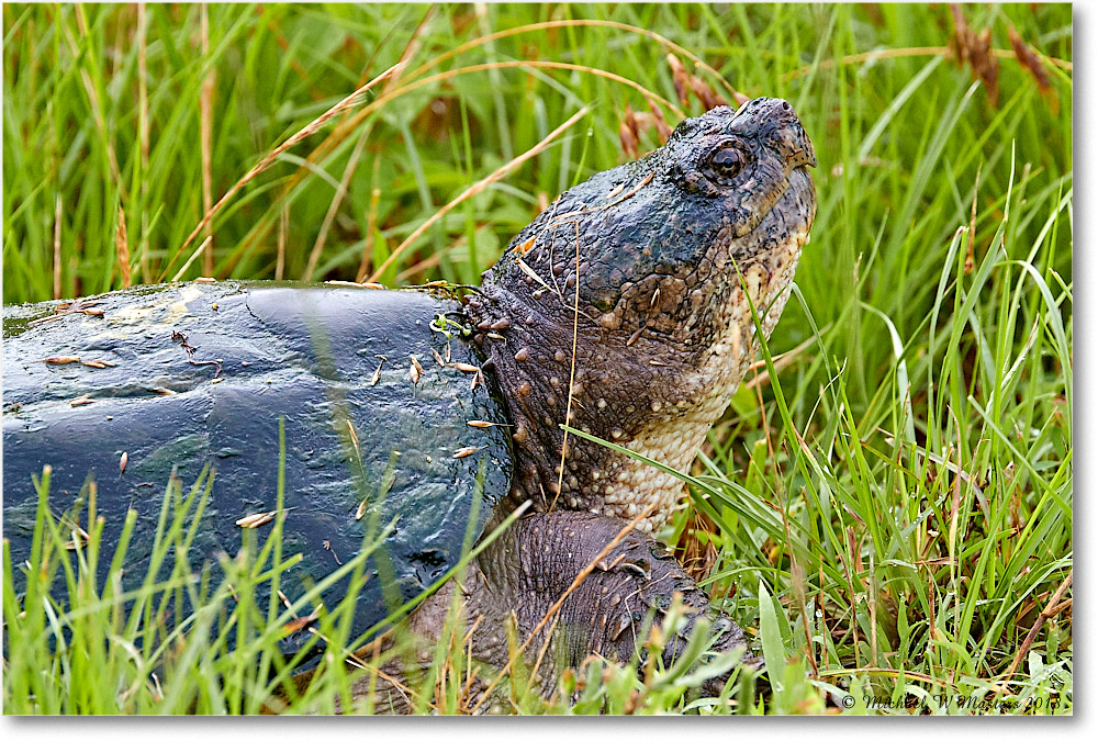 SnappingTurtle_ChincoNWR_2018Jun_3DXA1578 copy
