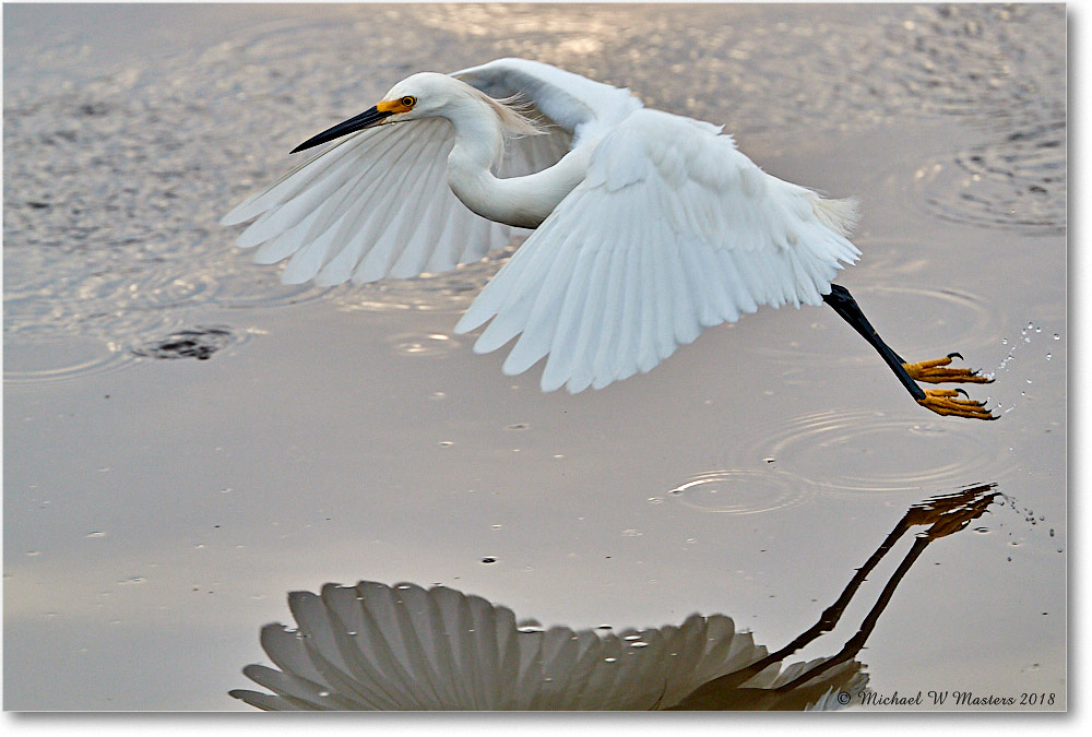 SnowyEgret_ChincoNWR_2018Jun_3DXA0406 copy